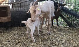 חוויה חקלאית ב'משק בגבעה'