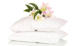 כרית 'Cotton Avenue 'Basic