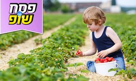 קטיף תותים במשק 6