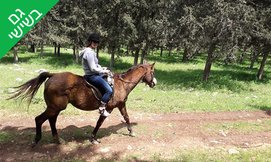 טיול רכיבה על סוסים