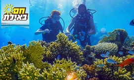 קורס צלילה סקובה, Ahla Diving