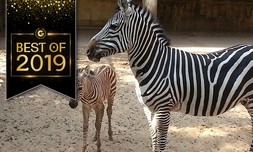 כרטיס כניסה לחי-כיף 