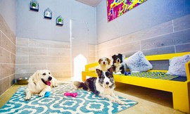 לינה לכלב בפנסיון Dog School