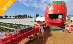 קטיף פטל אדום במשק אקלר
